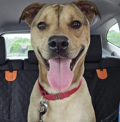 rocky car ride